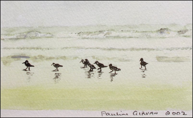 Oystercatchers